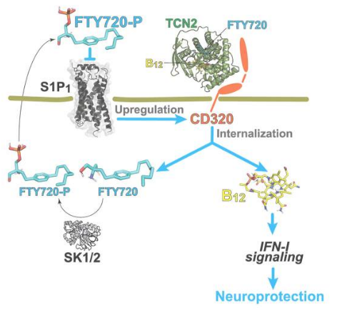 Cell Rep：科學家揭示維生素B12缺乏癥和人類多發性硬化癥的相似性