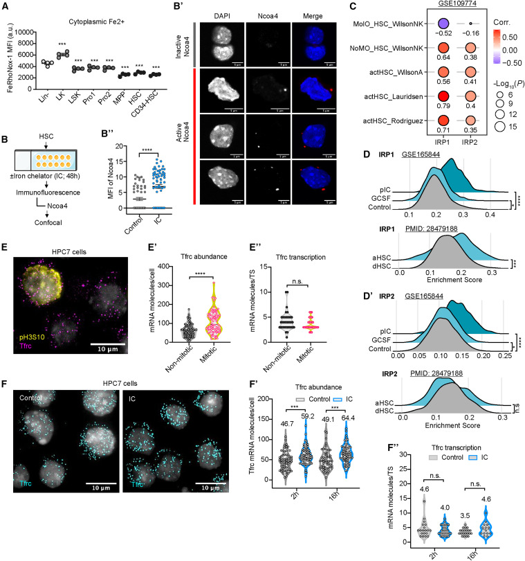 Cell Stem Cell：鐵流變器控制造血干細胞的命運