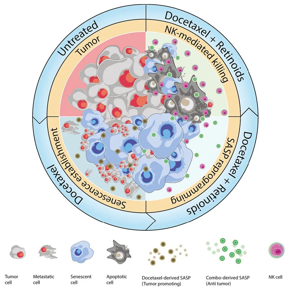 Cancer Cell：激活維A酸受體，可重編程衰老反應，增強NK細胞抗腫瘤活性